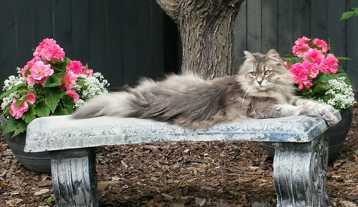 My Garden Bench, Thank You Very Much!