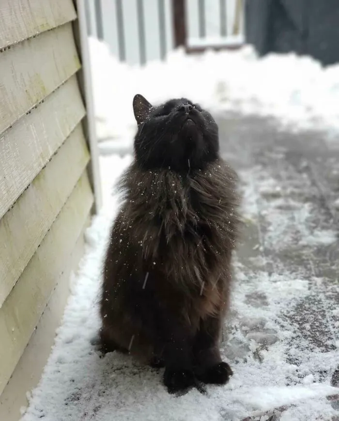 Rip Martin Lucifer Kitty, Prince Of Darkness, His Dark Majestic Majesty. You Are Missed And Loved, But Never Forgotten