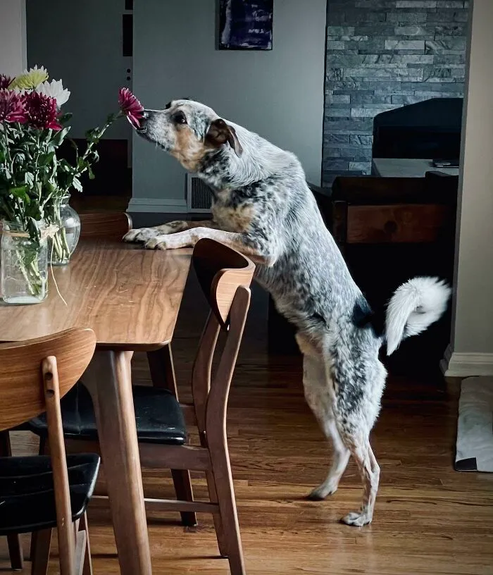 Cattle Dog With Flowers