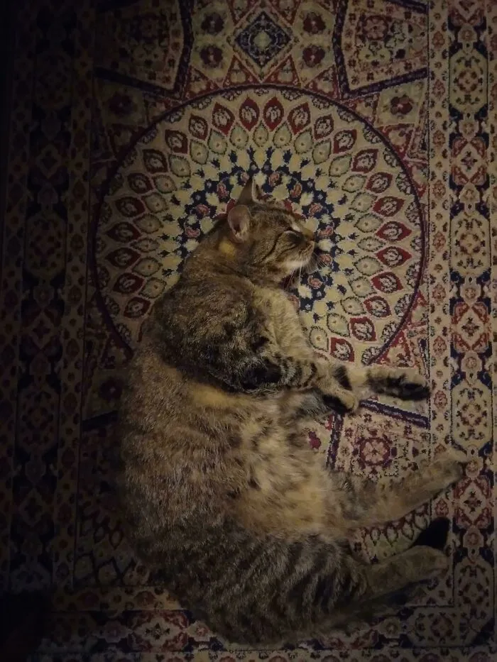 My Cat Become Saint Lately, Friend Said That It Belong Here