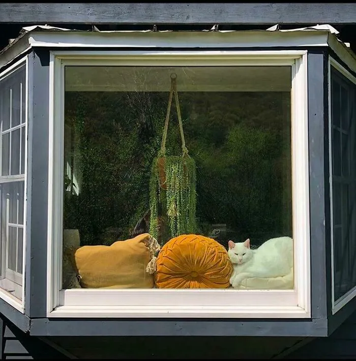 Cat In A Window