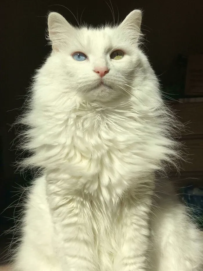 Honestly Any Picture Of Angel Is Majestic But This Is An Extra Big Mood