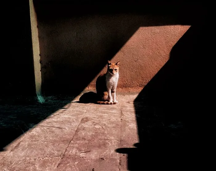 My Cat Decided To Sit At Just The Right Place