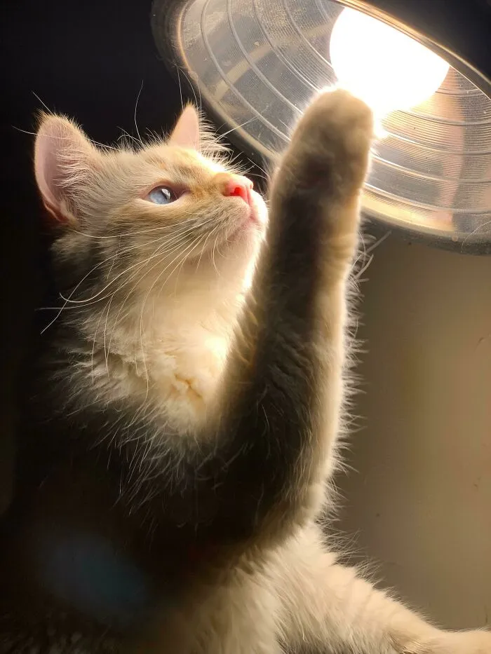 Icarus And The Sun