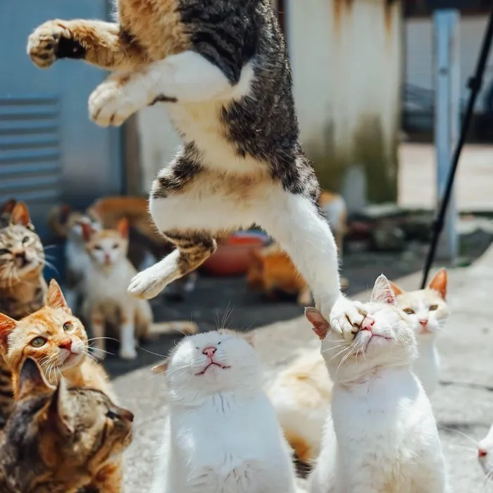 Et Ascendit Cattus