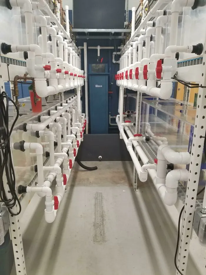 An Aquarium Room I Piped. 31 Tanks With Individual Air, Water Recirc, Overflow And Drain