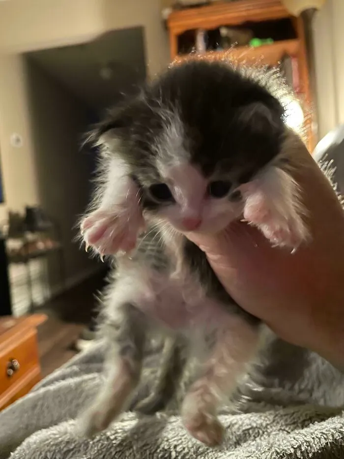 Just An Update For Anyone Who Cares. This Is The Little Dude I Pulled From The Flooded Crawlspace Yesterday. He’s Being Bottle Fed And Making A Recovery. He Seems Healthy And Happy