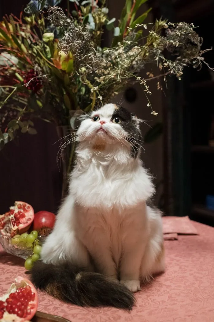 Lola La Chat Lolita