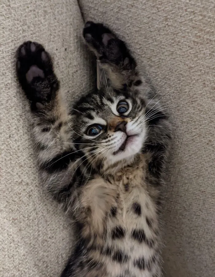 Meet Mira, My Half Bengal Half American Shorthair Meow