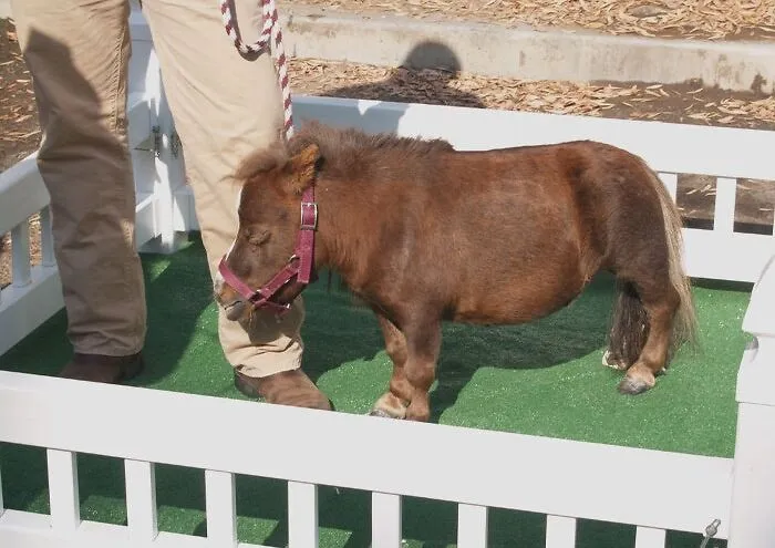 Thumbelina Horse on a leash