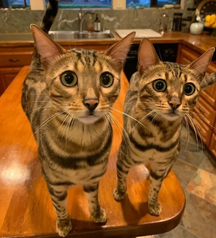 Viking Bengals Ragnar And Freya