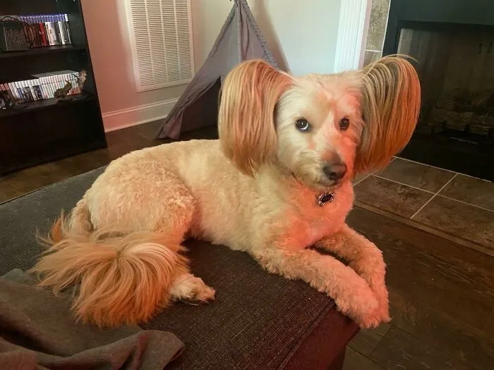 Do Dogs Count?