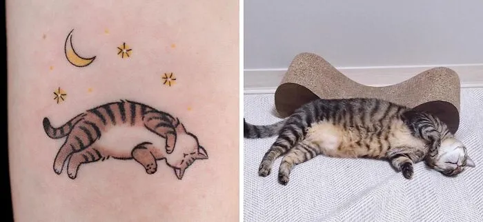 Got A Cat Sleeping In A Cute Position