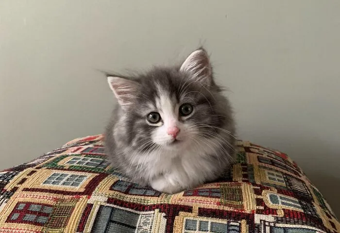 Hola, me llamo Blitz y soy un gato bosque de Noruega