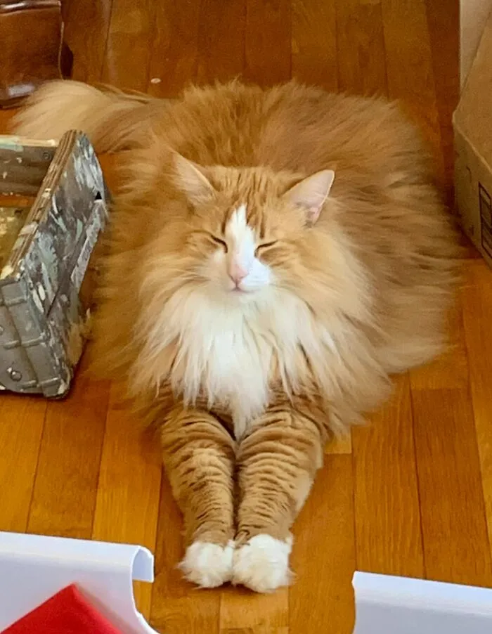 Dylan, 2 Year Old Norwegian Forest Cat
