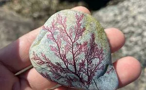 40 ‘Mildly Interesting’ Things Spotted In Nature That Are Actually Surprising (New Pics)