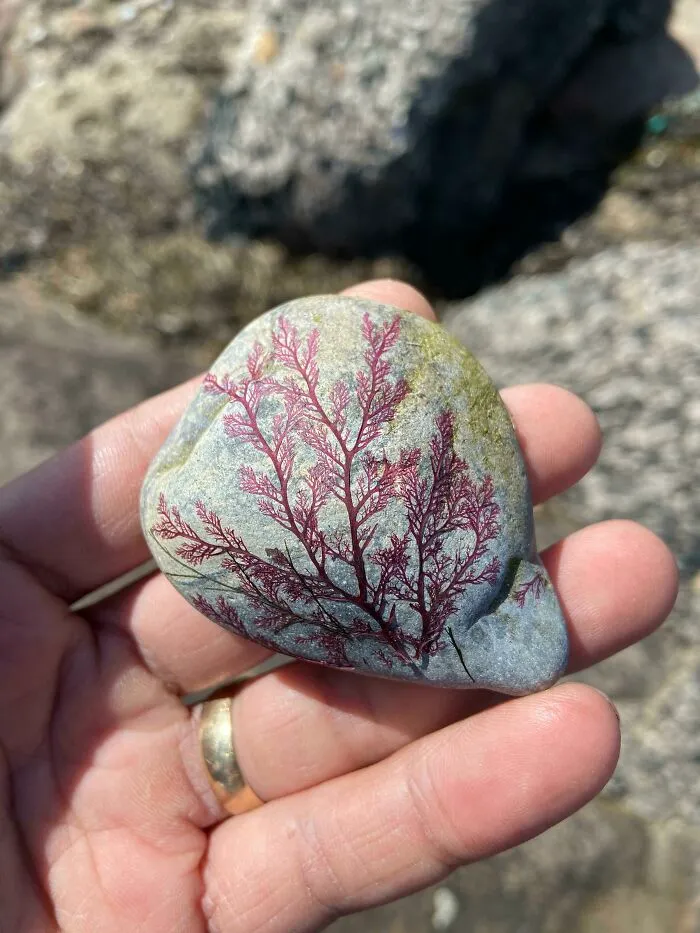 Encontré una roca con un alga seca pegada a ella