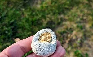 40 ‘Mildly Interesting’ Things Spotted In Nature That Are Actually Surprising (New Pics)