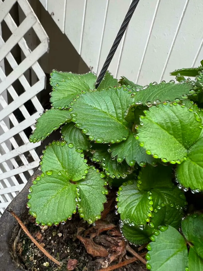 La forma en la que estas gotas de agua se acumularon sobre los bordes de mi planta de fresas