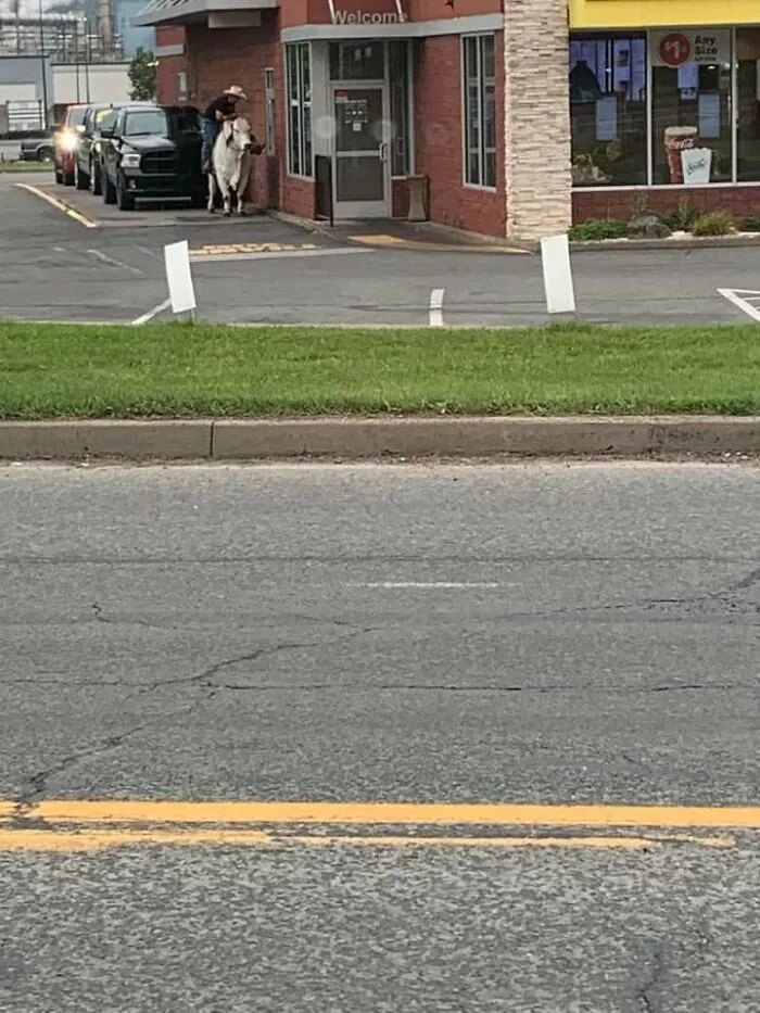 Esta persona montada en una vaca en el autoservicio de McDonald's 