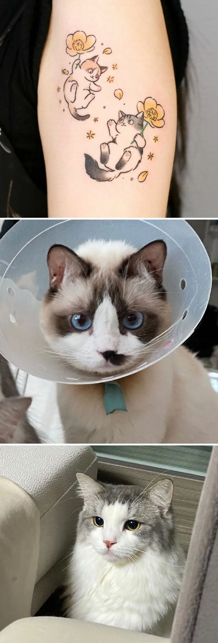 Pet tattoos showcasing playful cats, and two fluffy cats indoors, celebrating human-animal bond.