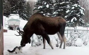 “Meanwhile, In Canada”: 50 Photos That Perfectly Sum Up Canada (New Pics)