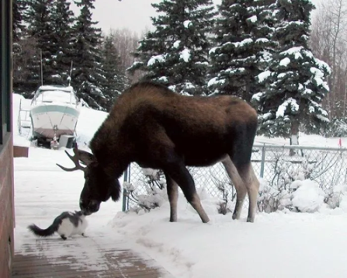 Meanwhile, In Canada