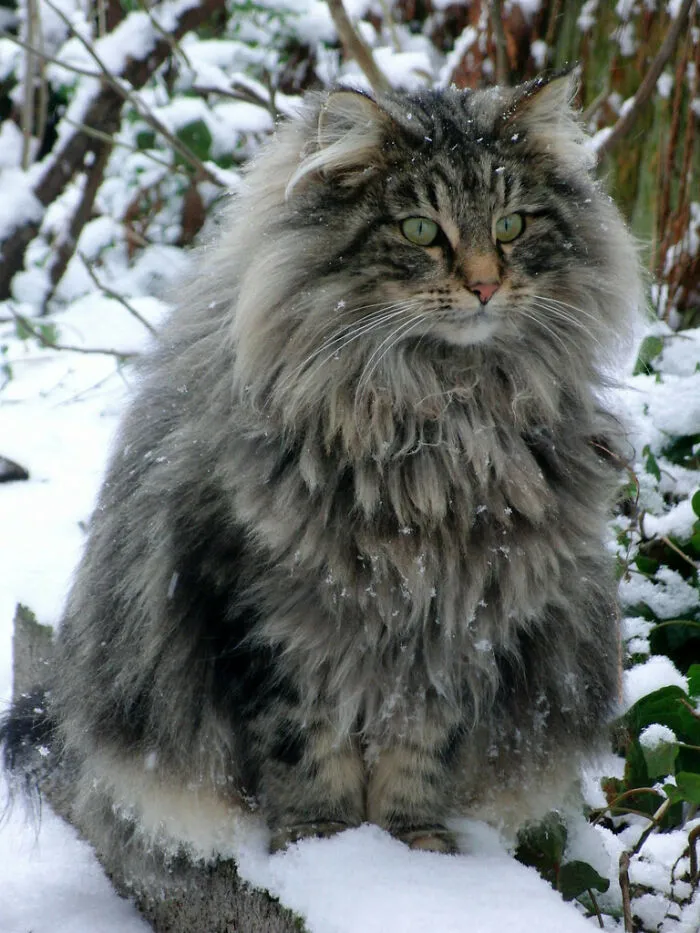 I'm A Norwegian Forest Cat. How Do You Do?