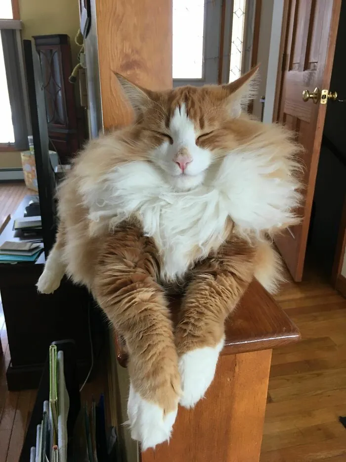 Fluff Master Supreme