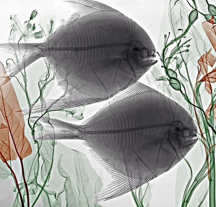 Pomfret Seaweed