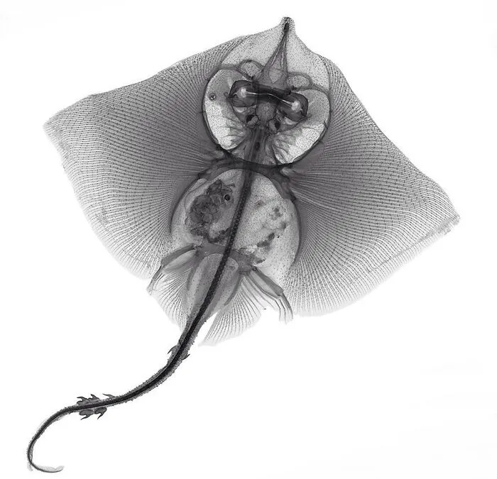 Ray