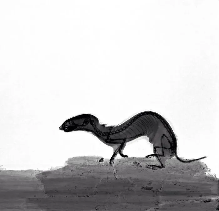 Ermine
