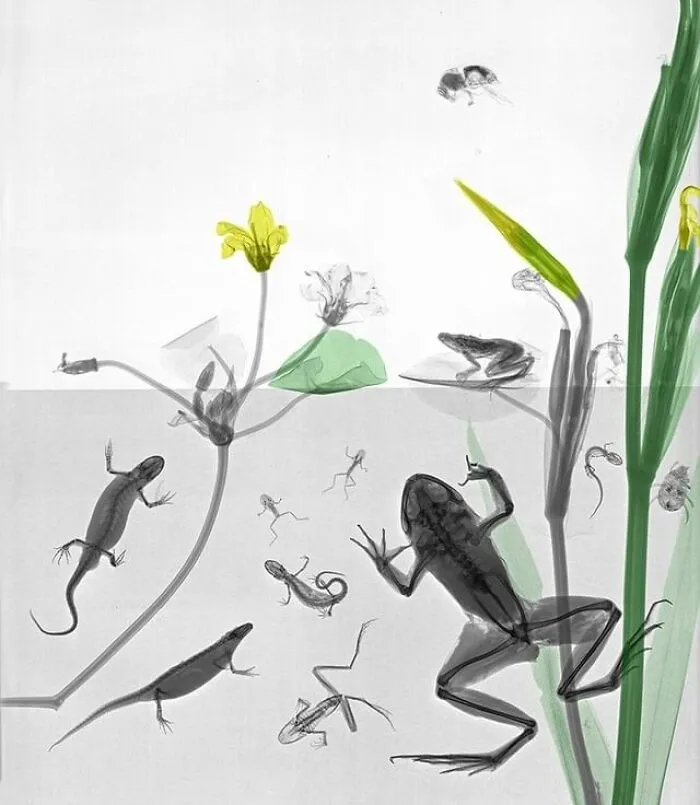 Salamanders, Frogs, Bumblebee, Water Beetle, Sword Flag And Water Gentian