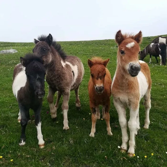 Nuestros potros de poni nacidos este año: Marie, Maxim, Merida y Memphis