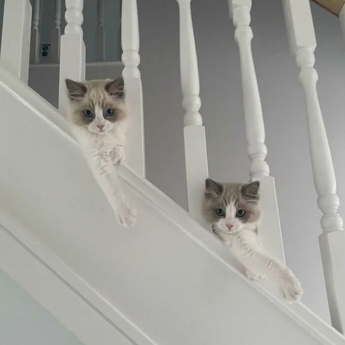 Put Your Paw In The Air Like You Just Don’t Care
