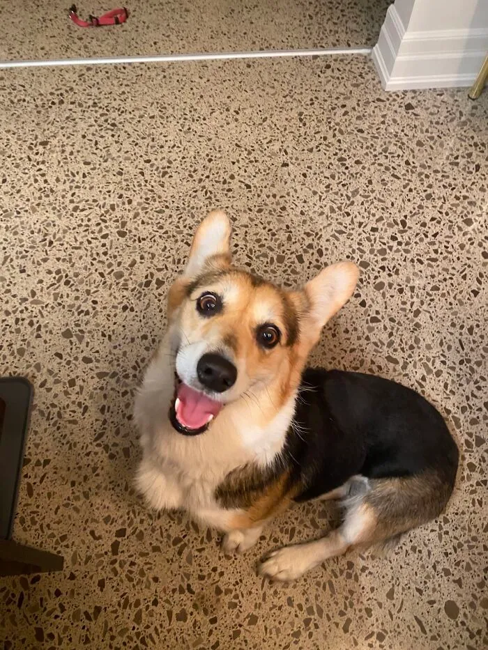 Acabo de adoptar a esta chica ¡¡Conoced a Maggie!!