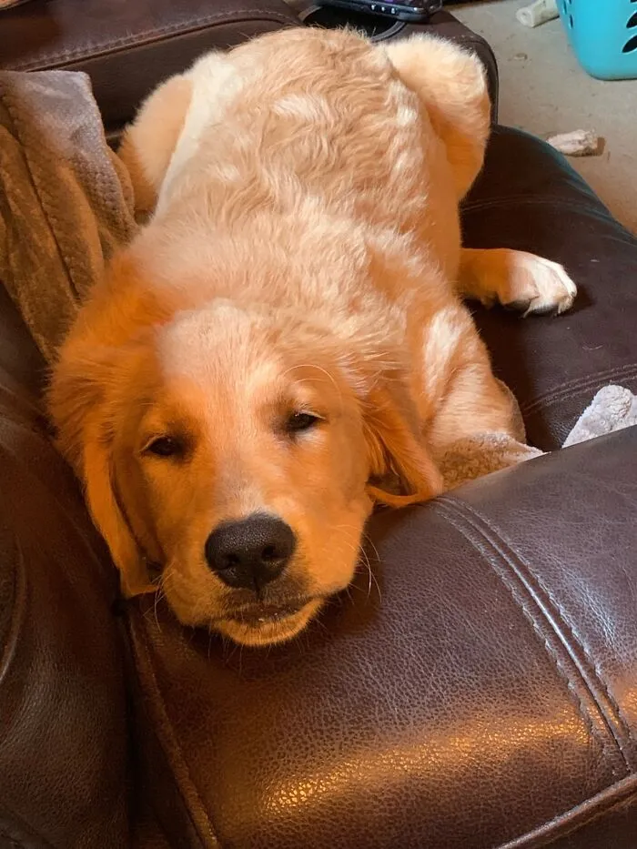 Mi jefe acaba de adoptar a esta dulce niña. Dicen que sólo tiene 2 meses y medio