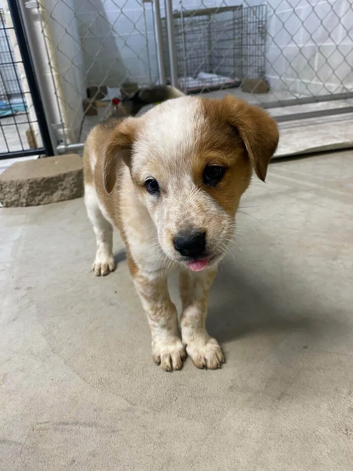 ¿Qué haces cuando tienes dos cruces de pastor australiano azulados? Adoptas uno rojo. Os presento a Bernie, el nuevo miembro de la familia