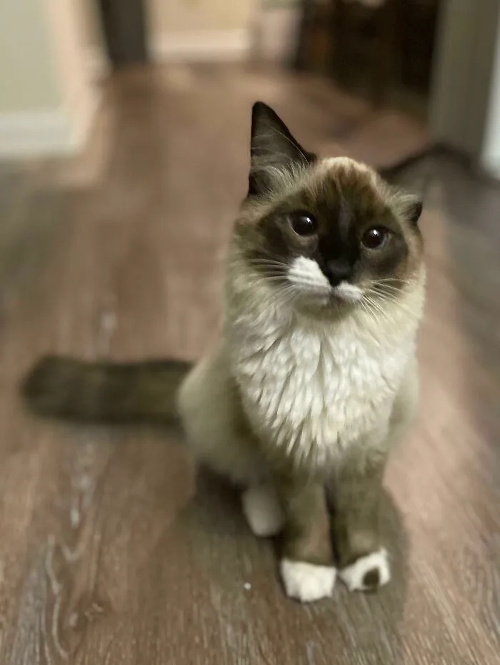 Adopté a la pequeña Maisie esta semana y ya es tan adorable