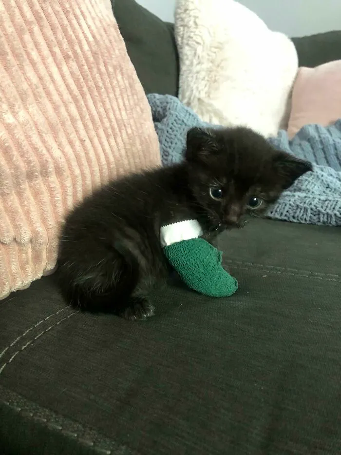 Temporada de Halloween y rescatamos a nuestro gatito negro, Solo
