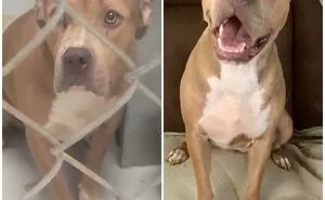 50 Wholesome Rescue Pet Pics To Heal Your Soul (September Edition)