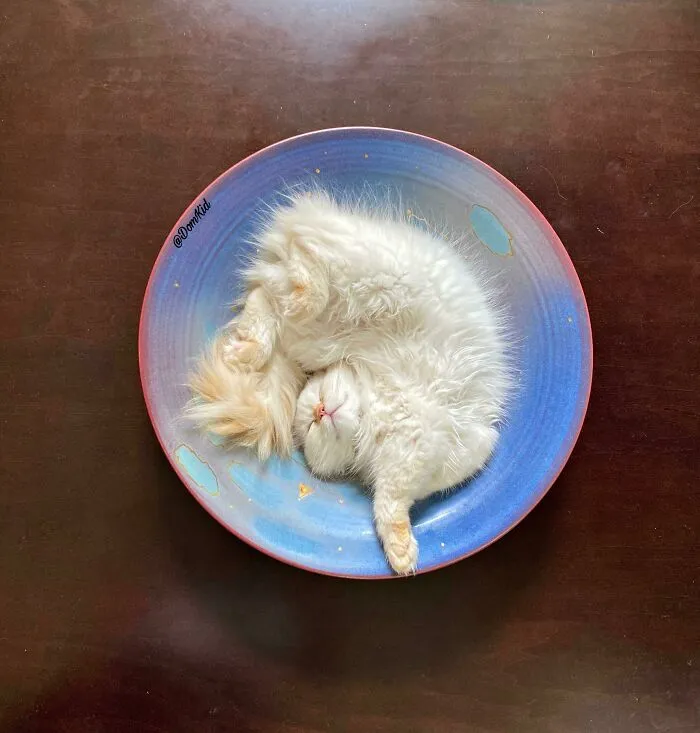 A New Baby Flame Point Ragdoll
