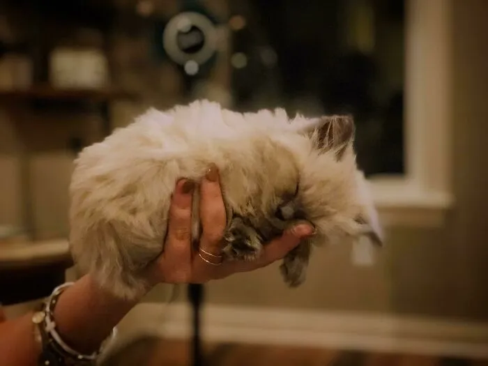My New Sweet Baby Ragdoll Kitty