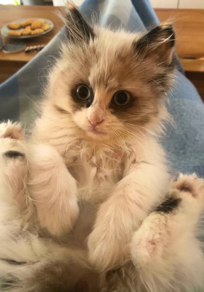 Meet My Ragdoll. Has Gotten Me Through Some Tough Times Lately
