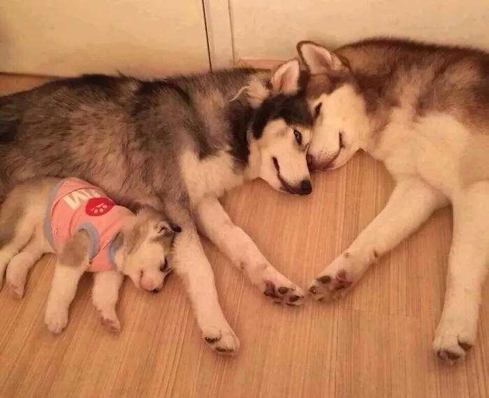 Love Is Everything
