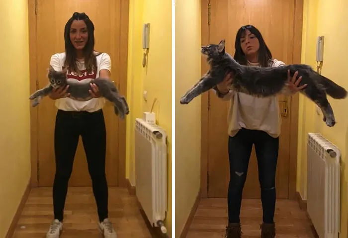 3 meses frente a 6 meses, los Maine Coon crecen muy rápido