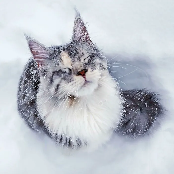 Mi foto favorita de mi Maine Coon