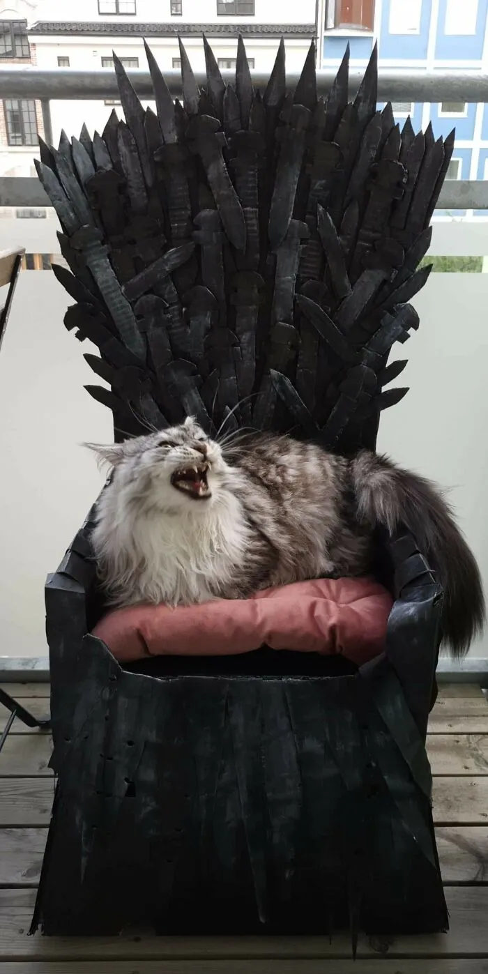Made An Iron Throne For My Maine Coon. He Slipped Right Into The Role!