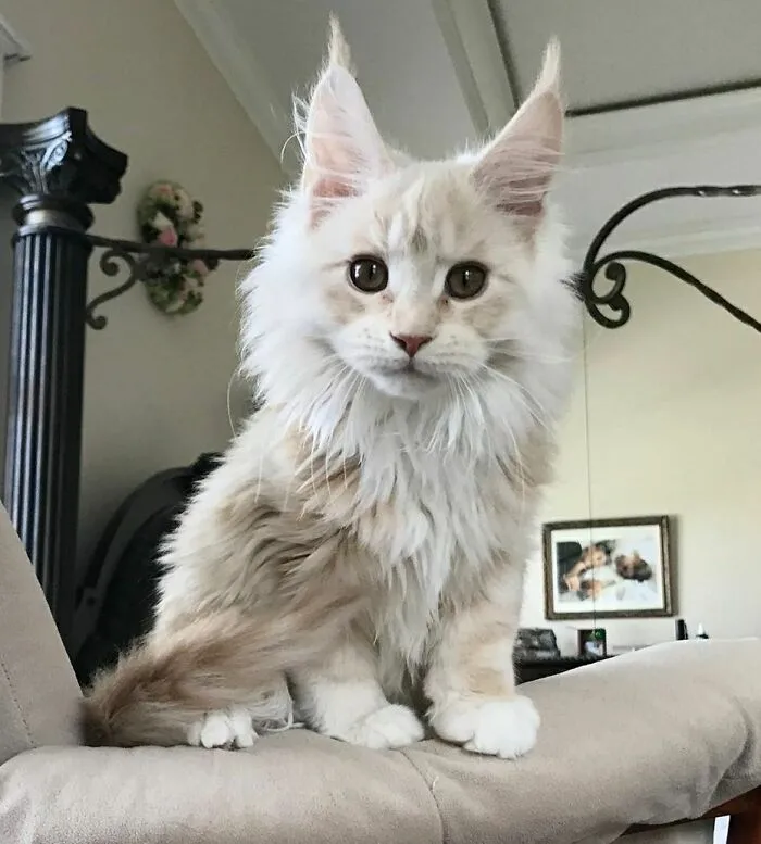 Mi Maine Coon Cream haciéndose más y más grande