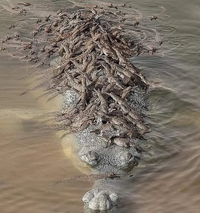 Un papá cocodrilo gavial y sus bebés